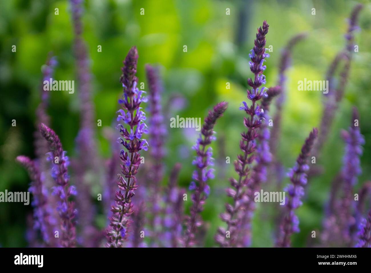 violet salvia blooming in a garden Stock Photo