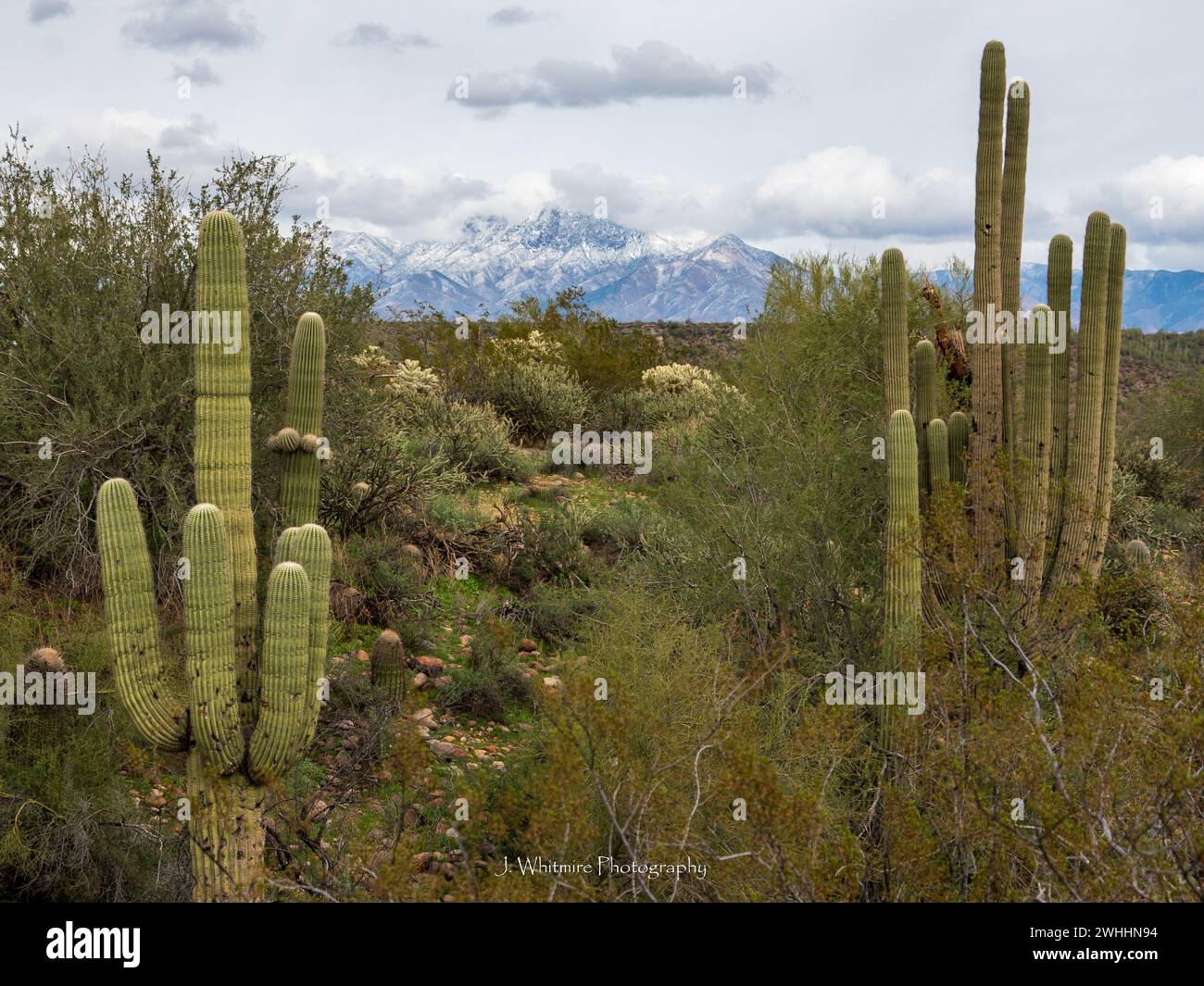 The Sonoran desert in winter offers cooler weather to the Phoenix, Arizona metro and occasional snowfall on surrounding peaks. Stock Photo