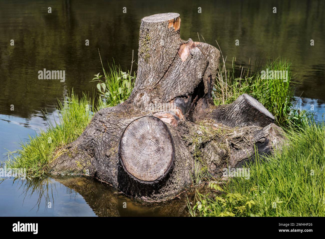 Rest Tree The rest of a tree Stock Photo - Alamy