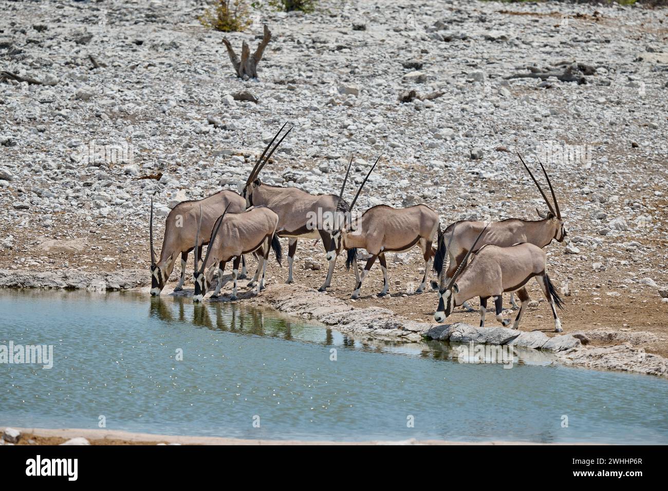 herd of gemsbock or Oryx (Oryx gazella) at the waterhole, Etosha National Park, Namibia, Africa Stock Photo
