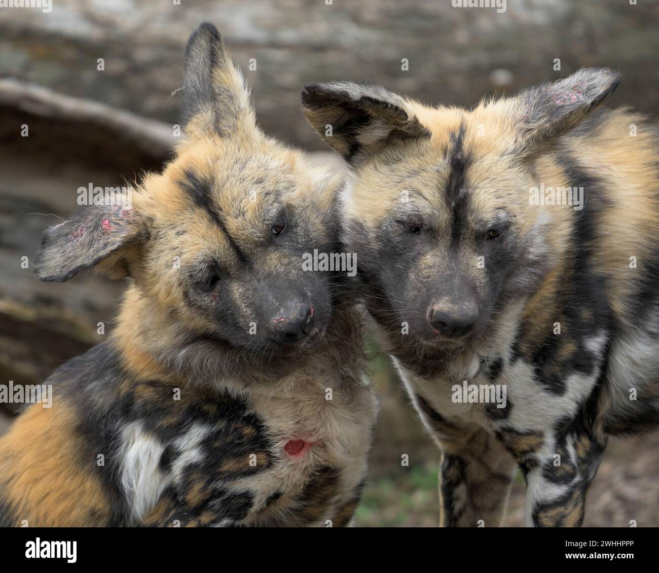 Pair of African wild dog (Lycaon pictus) pups playing fighting together Stock Photo