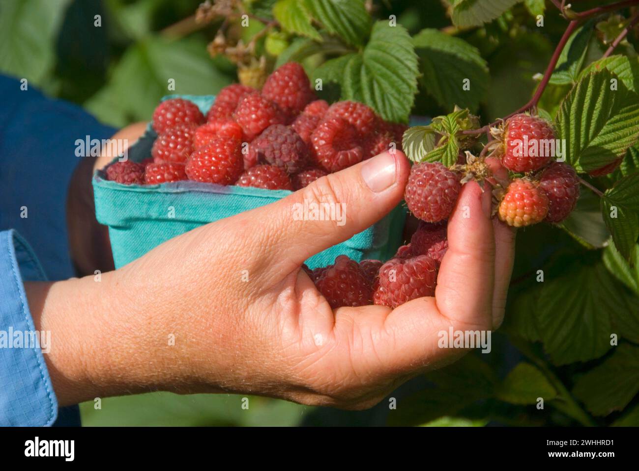 U pick raspberry hi-res stock photography and images - Alamy