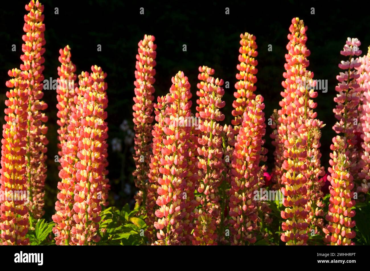 Lupine in display garden, Schreiners Iris Gardens, Keizer, Oregon Stock Photo