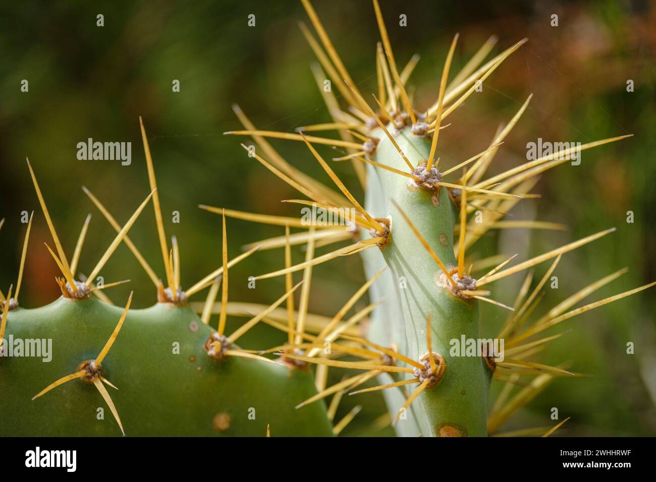 Cactus areola hi-res stock photography and images - Alamy