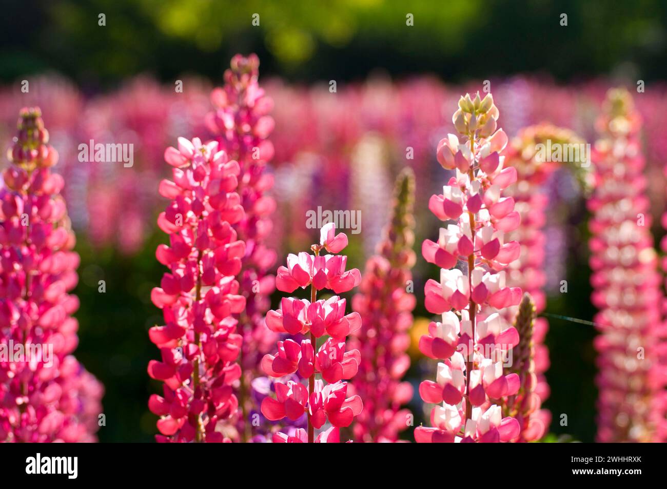 Lupine in display garden, Schreiners Iris Gardens, Keizer, Oregon Stock Photo