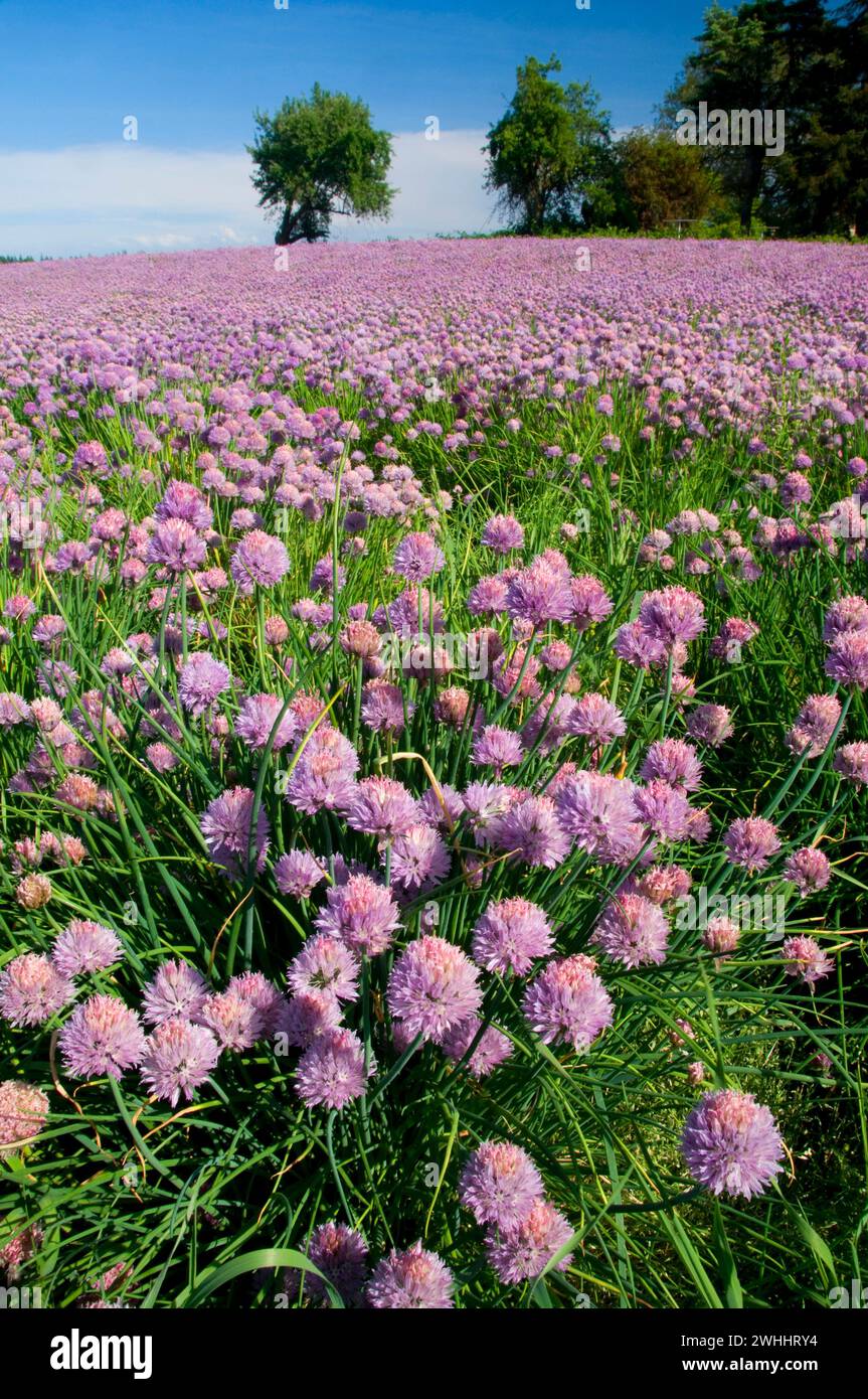 Bloom onion hi-res stock photography and images - Alamy