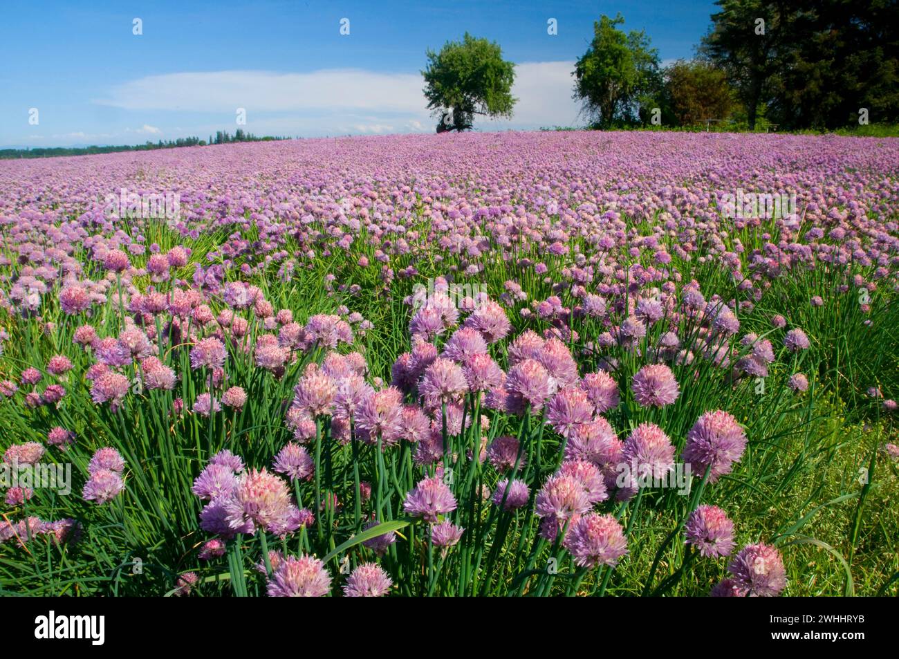 Bloom onion hi-res stock photography and images - Alamy