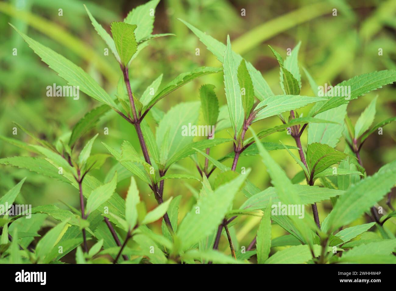Ageratina riparia. It has most commonly been used as an ornamental plant Stock Photo