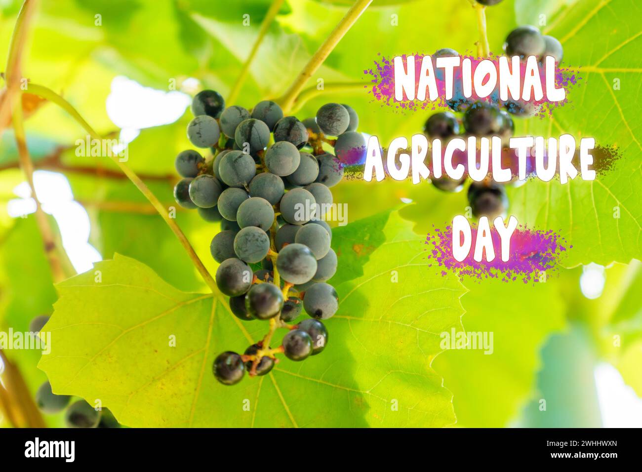 Celebrating National Agriculture Day Amongst The Verdant Vines Under Sunny Skies Stock Photo