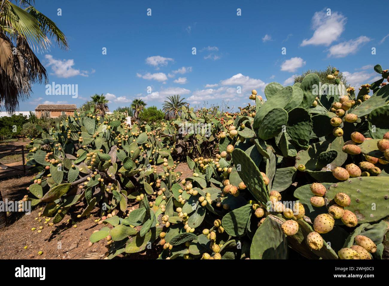 Prickly pears with ripe fruits Stock Photo