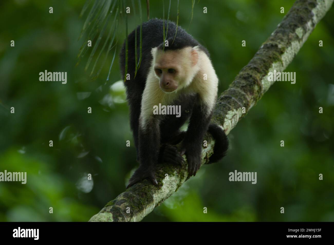 Costa Rica Stock Photo