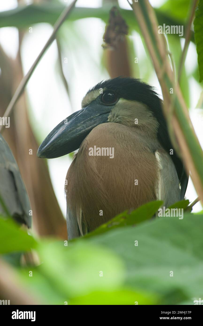 Costa Rica - Birding Stock Photo