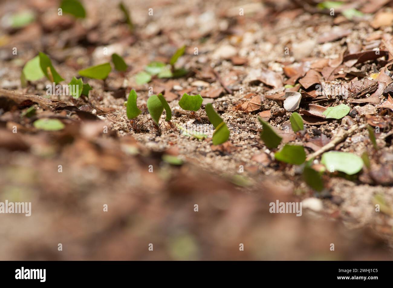 Leaf Cutter Ants Stock Photo