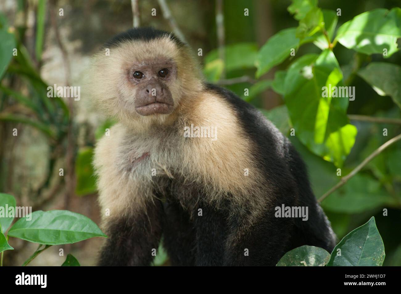 Cahuita National Park Stock Photo