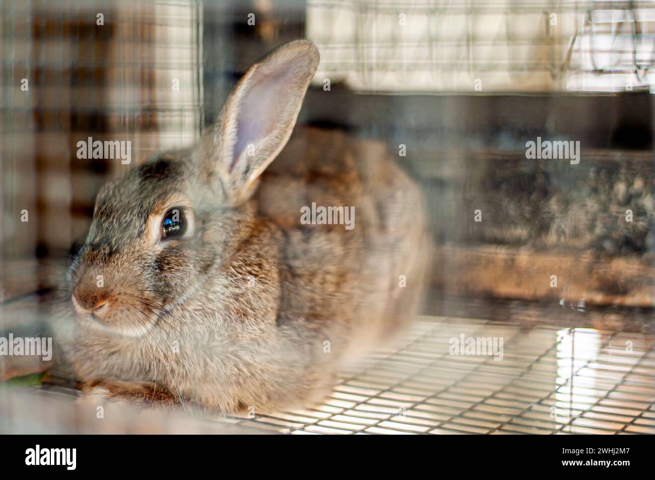 Rabbit inside a cage Stock Photo