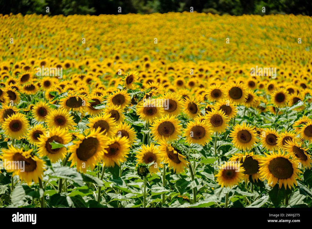 American natural resources hi-res stock photography and images - Alamy