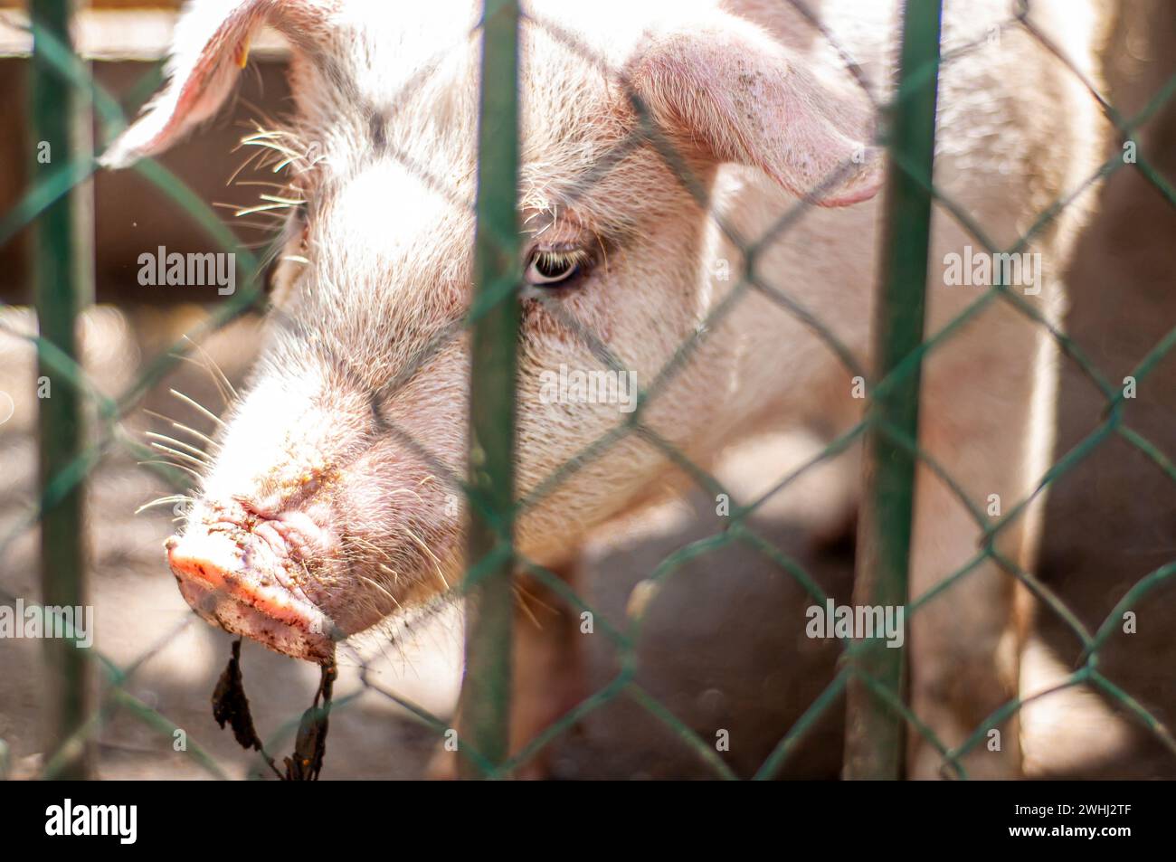 Sad look of pig behind a breeding fence Stock Photo