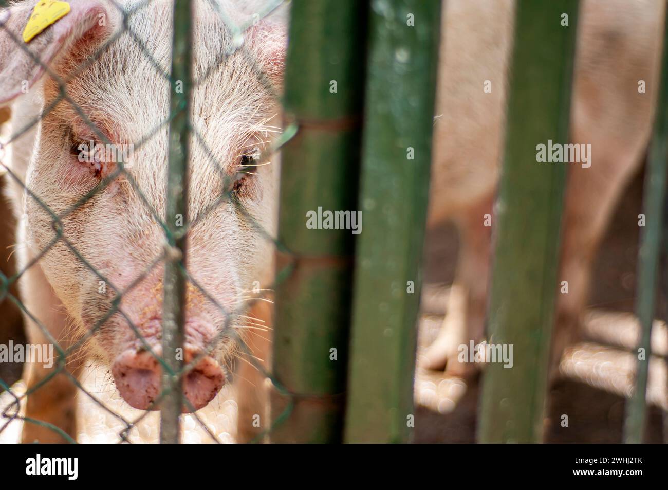 Sad look of pig behind a breeding fence Stock Photo