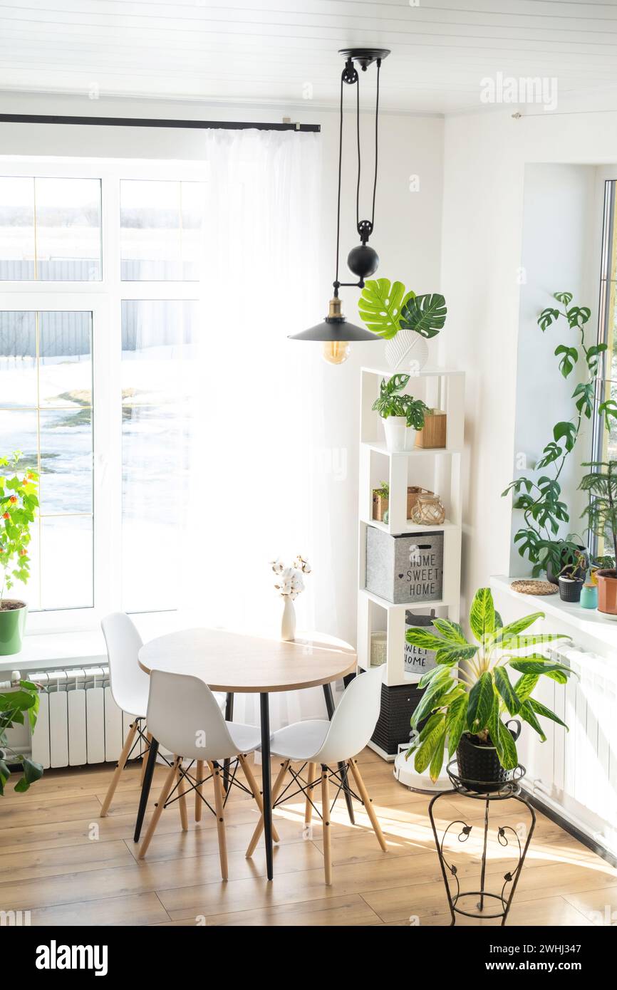 The interior of the house with large windows and home plants round table, chairs, white loft. Houseplant caring for indoor plant Stock Photo