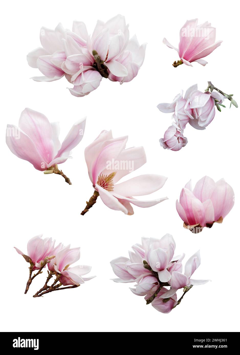 Set with beautiful magnolia flowers on white background Stock Photo - Alamy