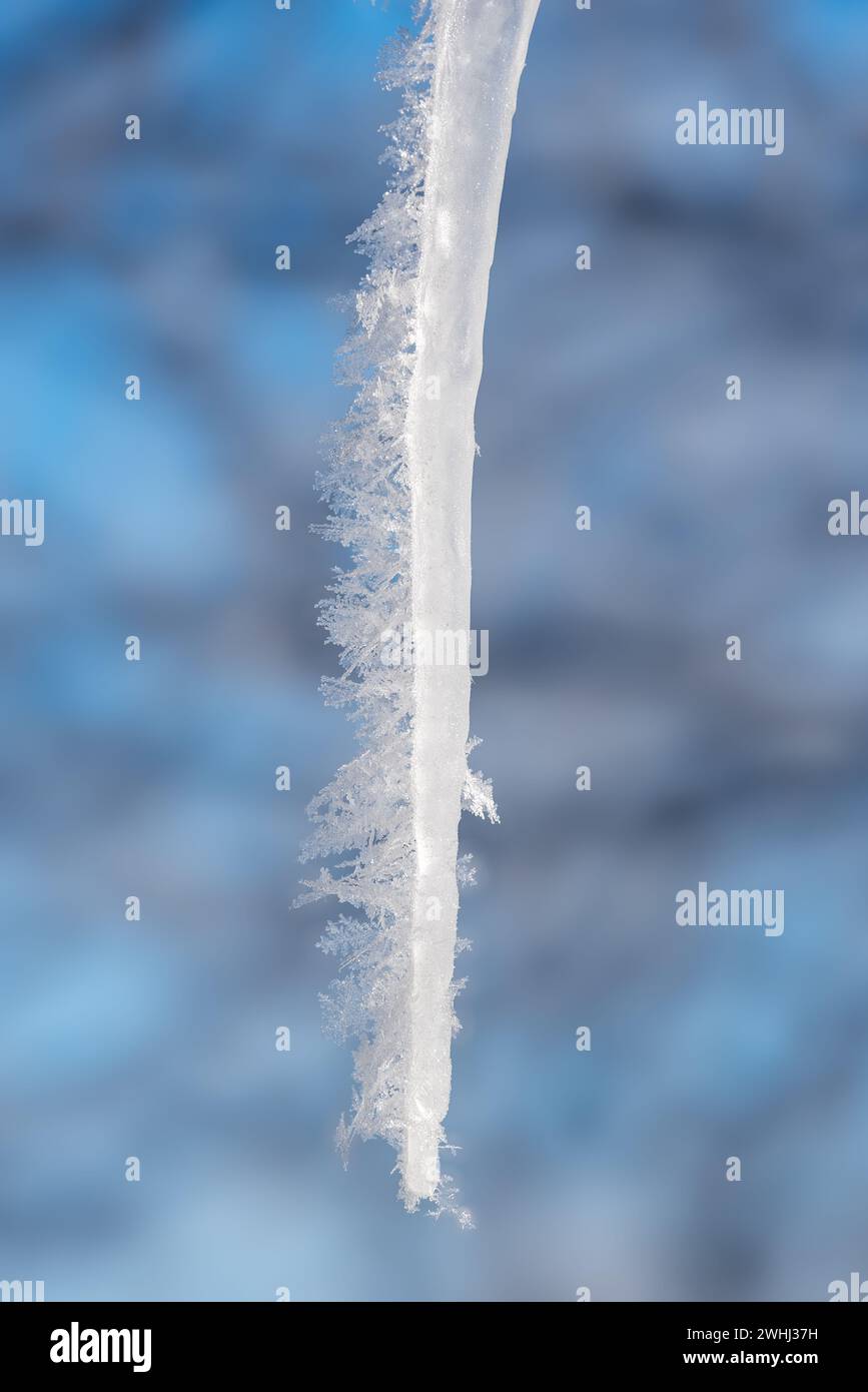 Hoar frost on icicle, Wallowa Valley, Oregon. Stock Photo