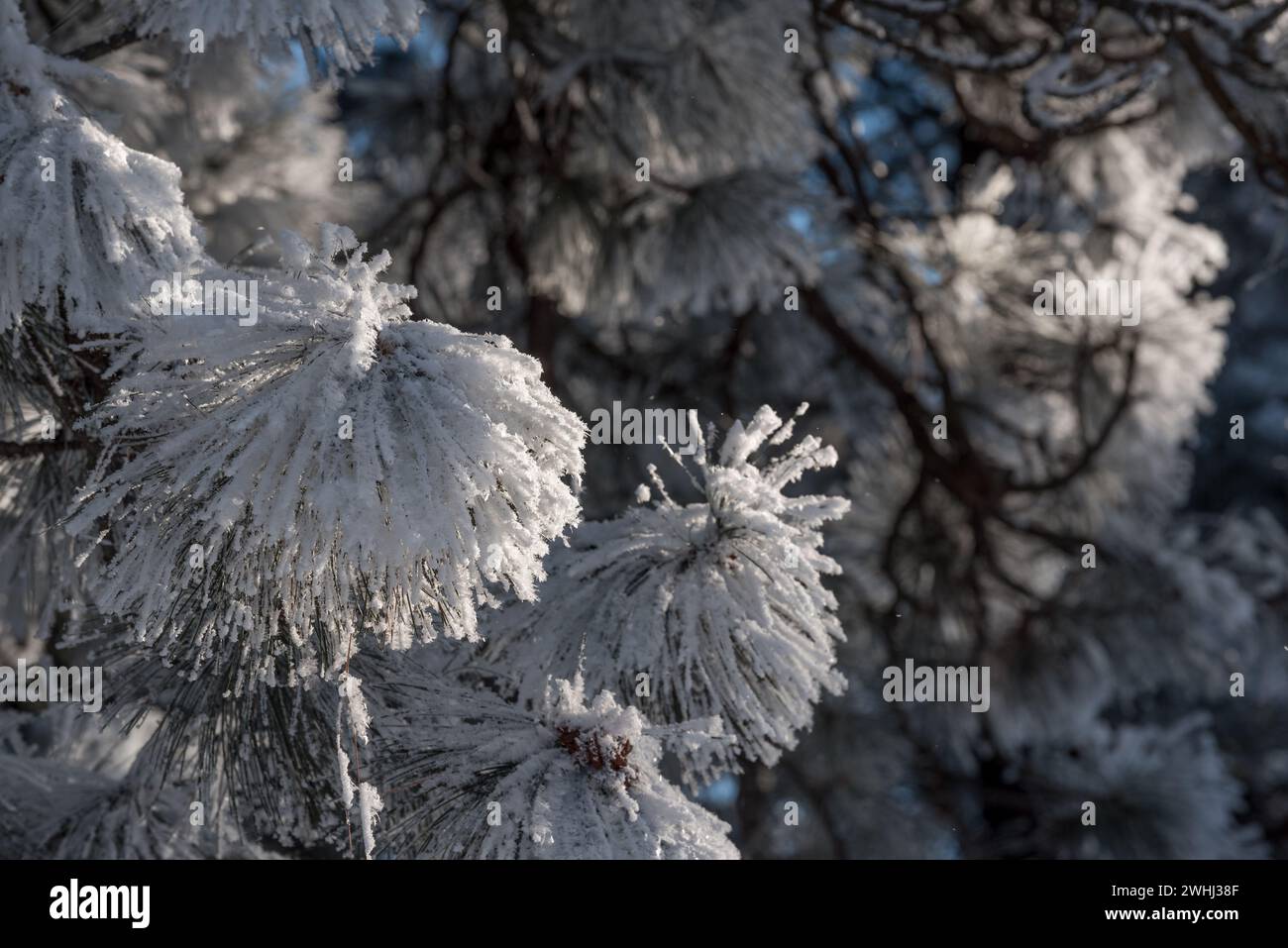Frost on Ponderosa pine branches,  Iwetemlaykin Heritage Site, Wallowa Valley, Oregon. Stock Photo