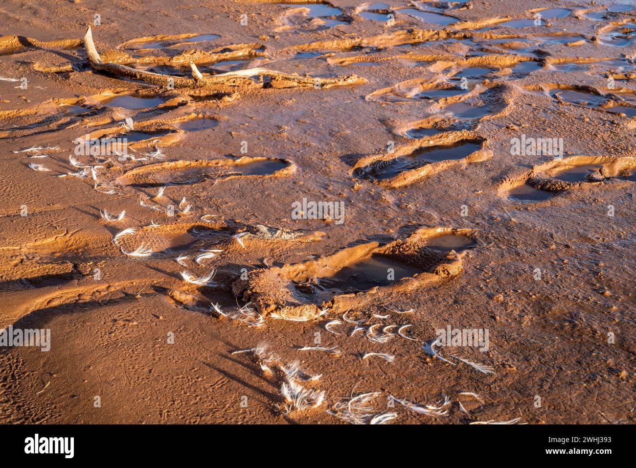 footprints and bird feather on a muddy lake shore Stock Photo