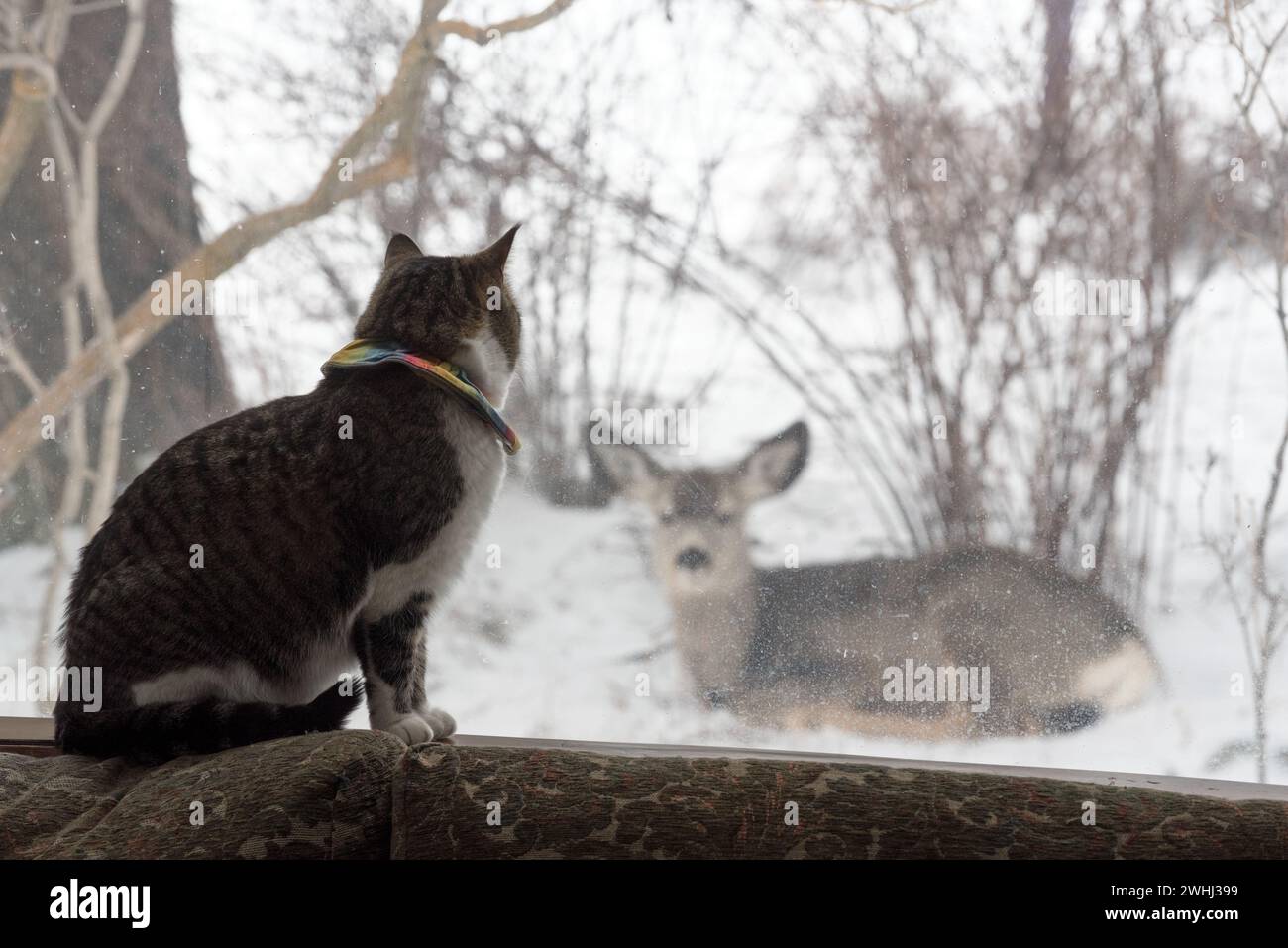 House cat and mule deer, Joseph, Oregon. Stock Photo