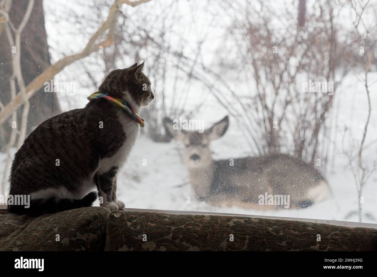 House cat and mule deer, Joseph, Oregon. Stock Photo