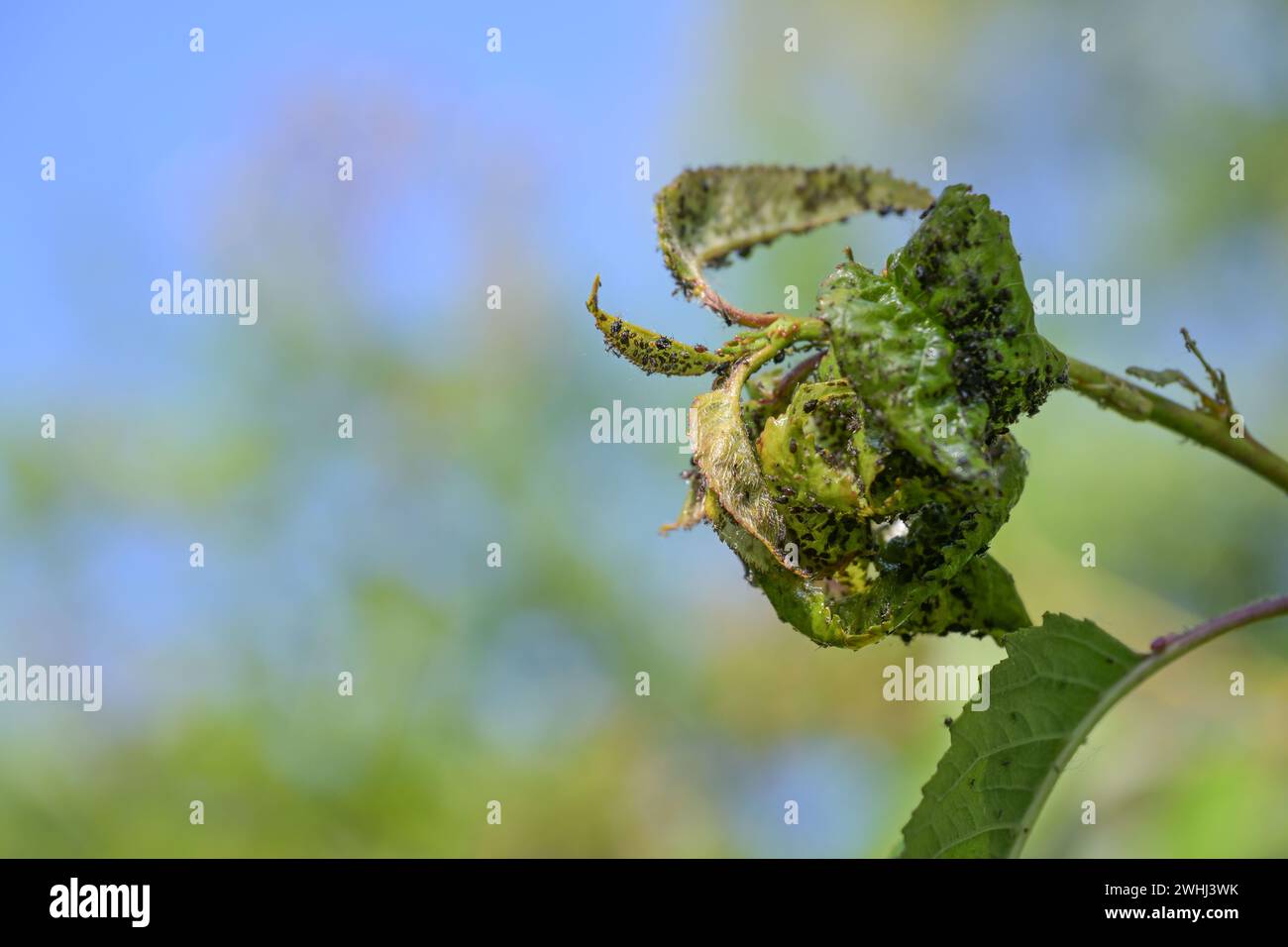 Deformed curled leaves full of black aphids on a weakened cherry tree in the orchard, agriculture concept for pests and diseases Stock Photo