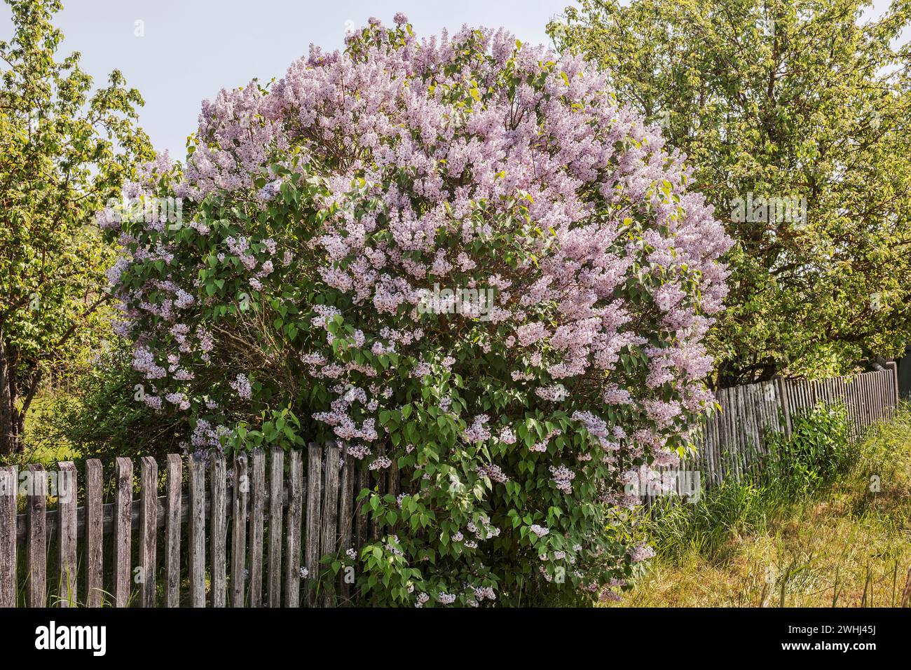Bloom again hires stock photography and images Alamy