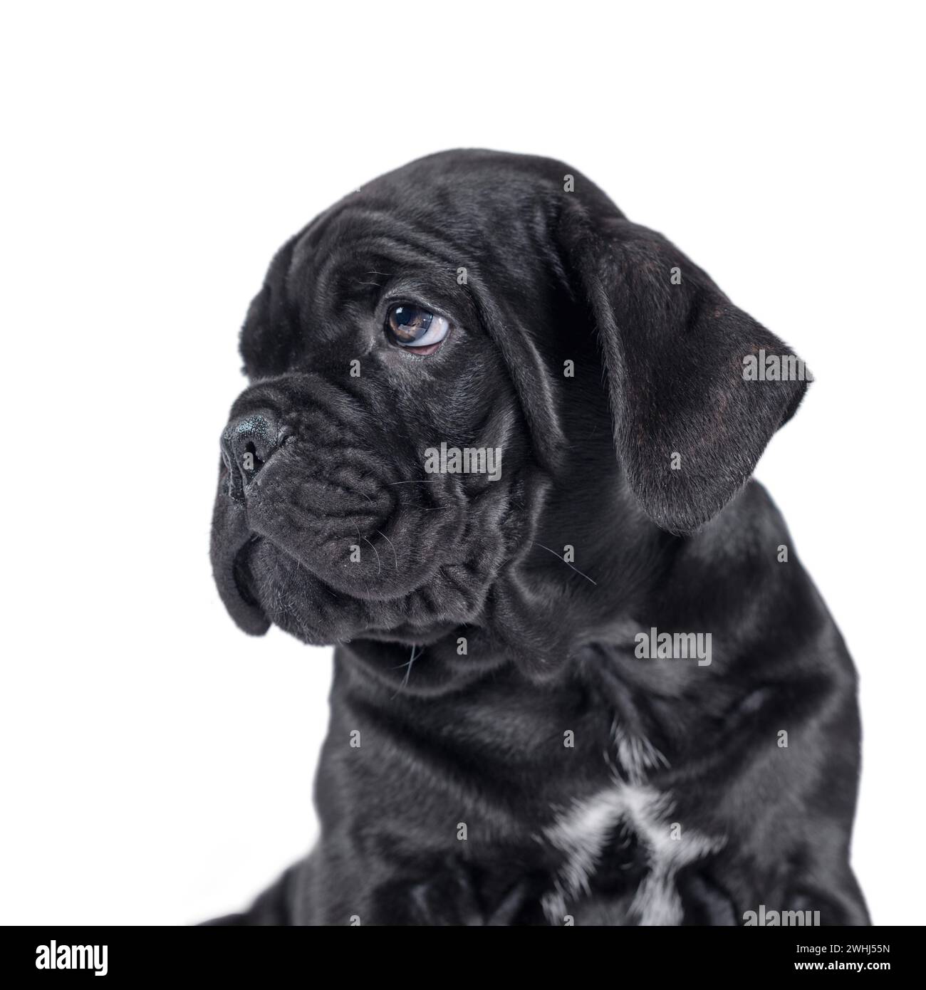 Black cane corso puppy looking up on a white background Stock Photo - Alamy