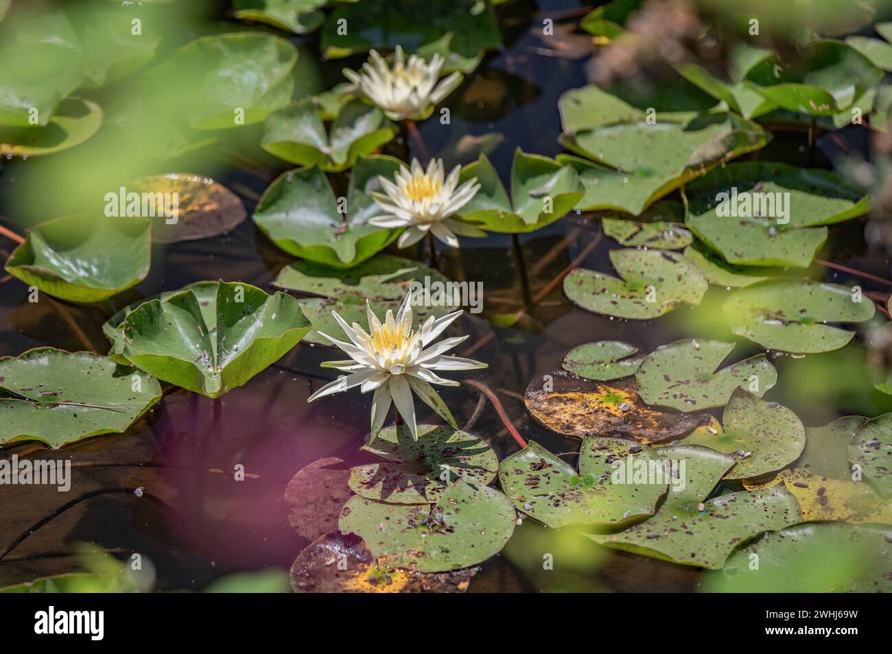 Water lily nymphaea odorata pond hi-res stock photography and images ...