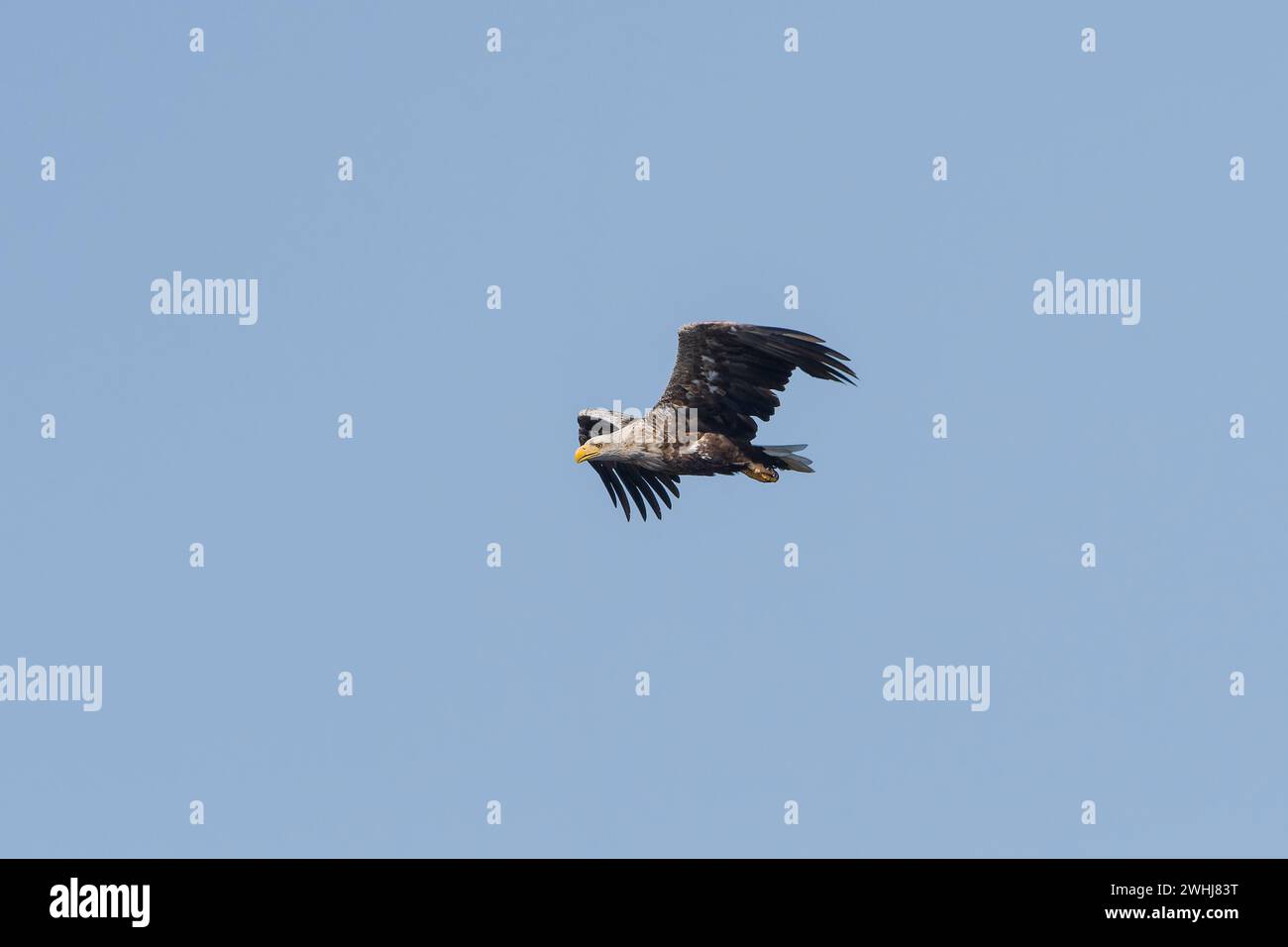 Adult white-tailed eagle hunting Stock Photo