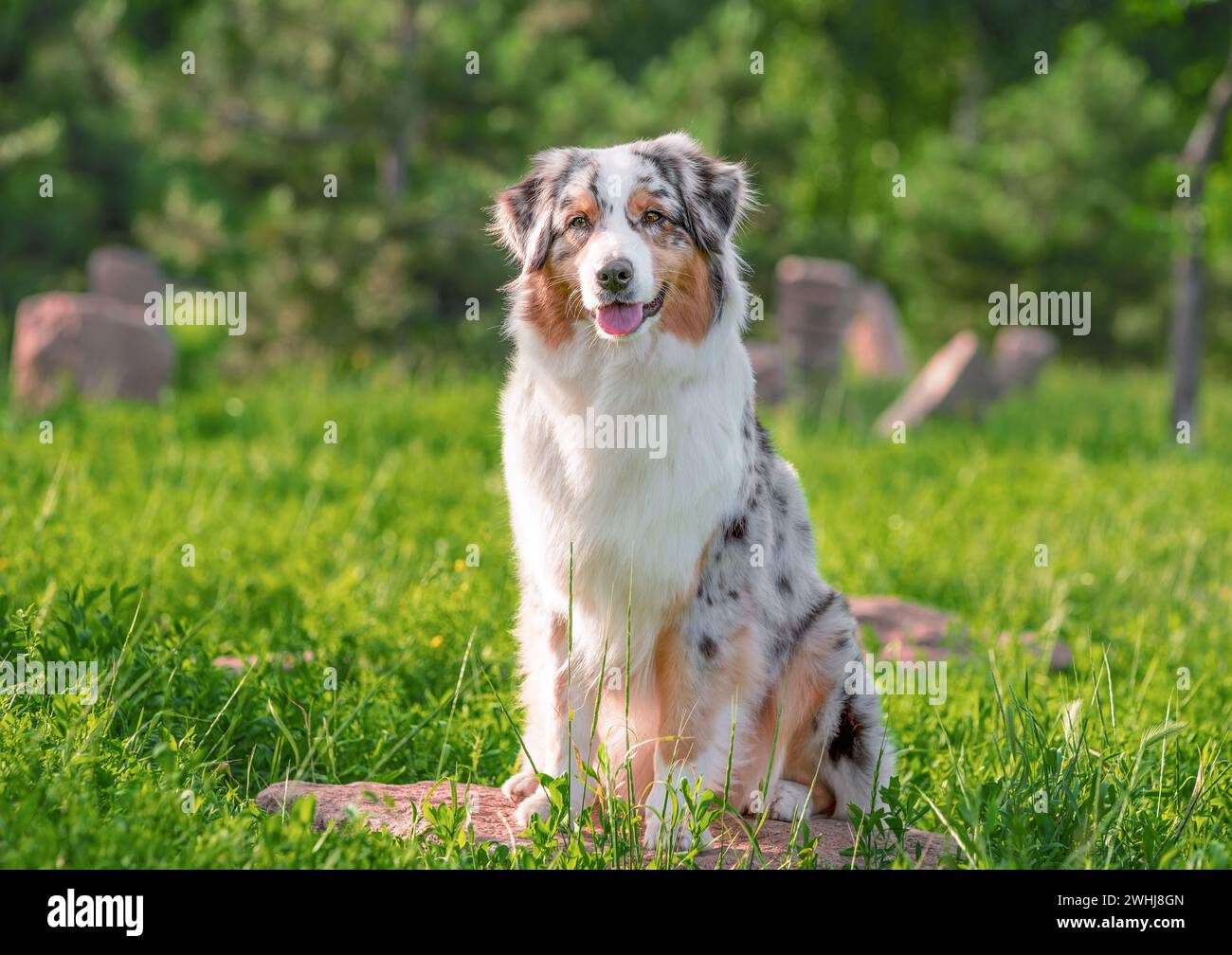 Dog of the Australian Shepherd breed sitting on the stone in a park in summer on a sunny day Stock Photo