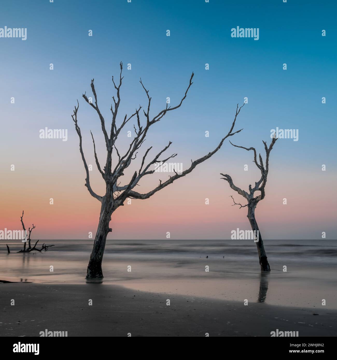 Meditative seascape with dead tree and driftwood at sunrise Stock Photo