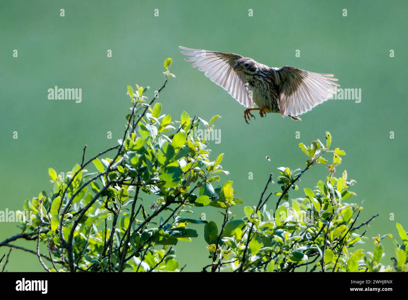 Young corn bunting on a perch Stock Photo