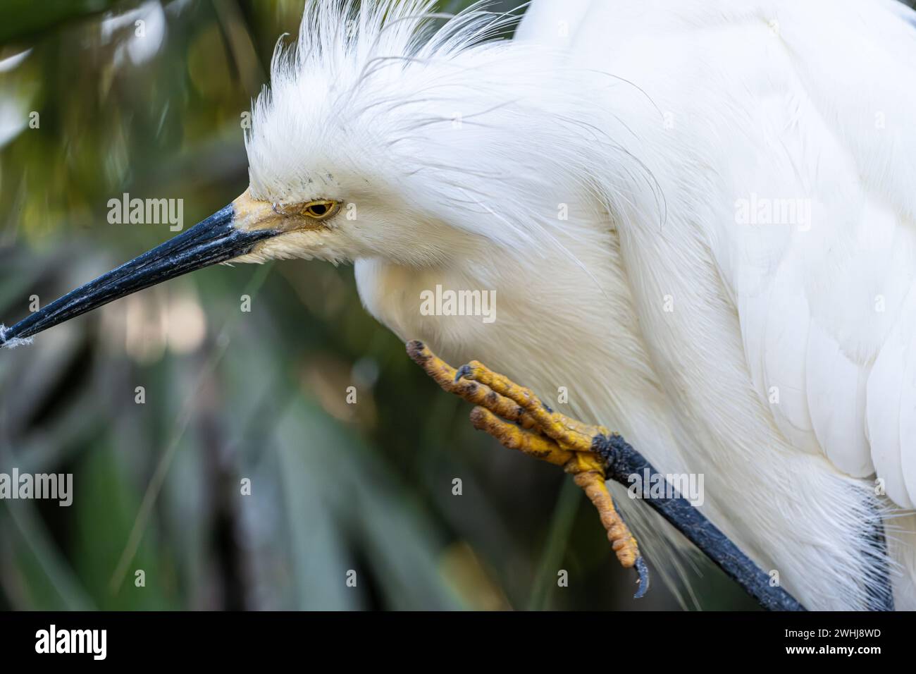Snowy egret (Egretta thula) on Anastasia Island in St. Augustine, Florida. (USA) Stock Photo