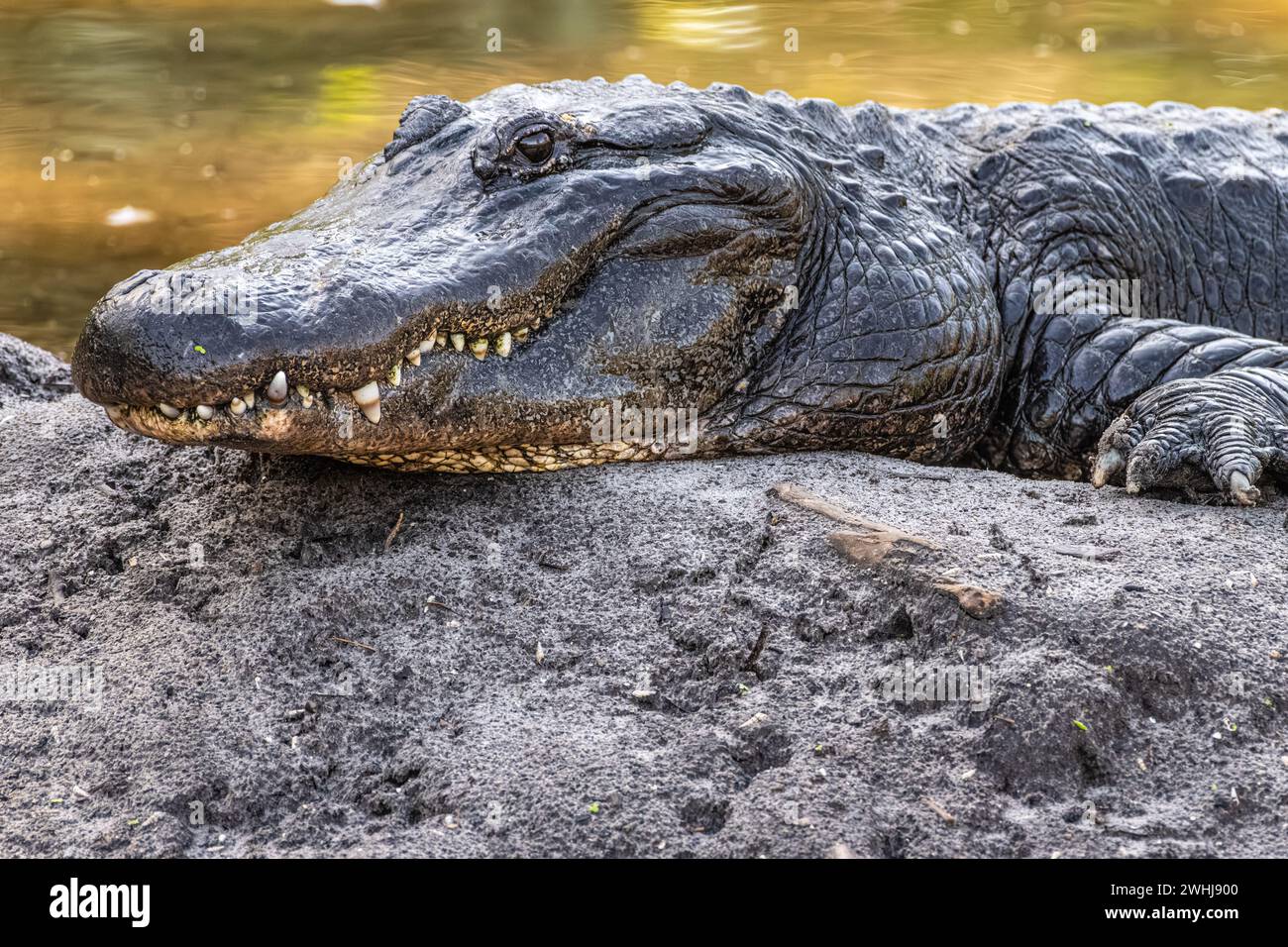 American alligator (Alligator mississippiensis) resting on the bank of a pond at St. Augustine Alligator Farm on Anastasia Island in St. Augustine, FL. Stock Photo