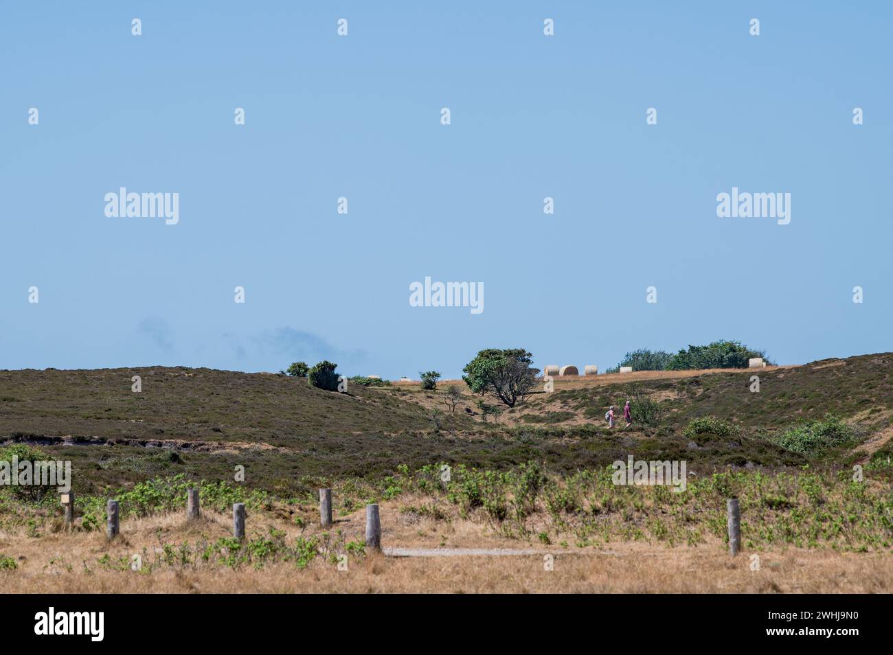 Heath landscape Stock Photo