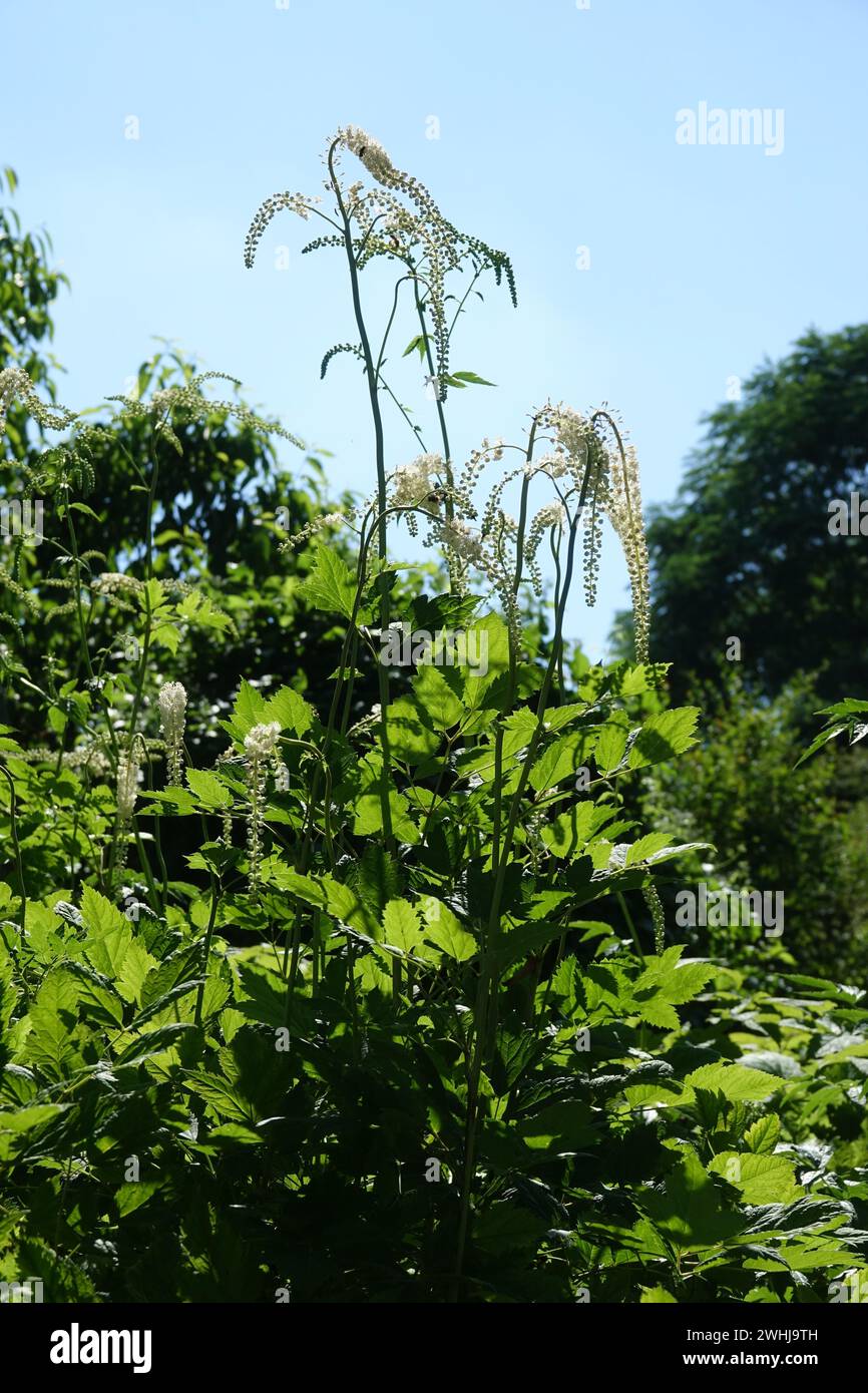 Cimicifuga racemosa, Bugbane Stock Photo