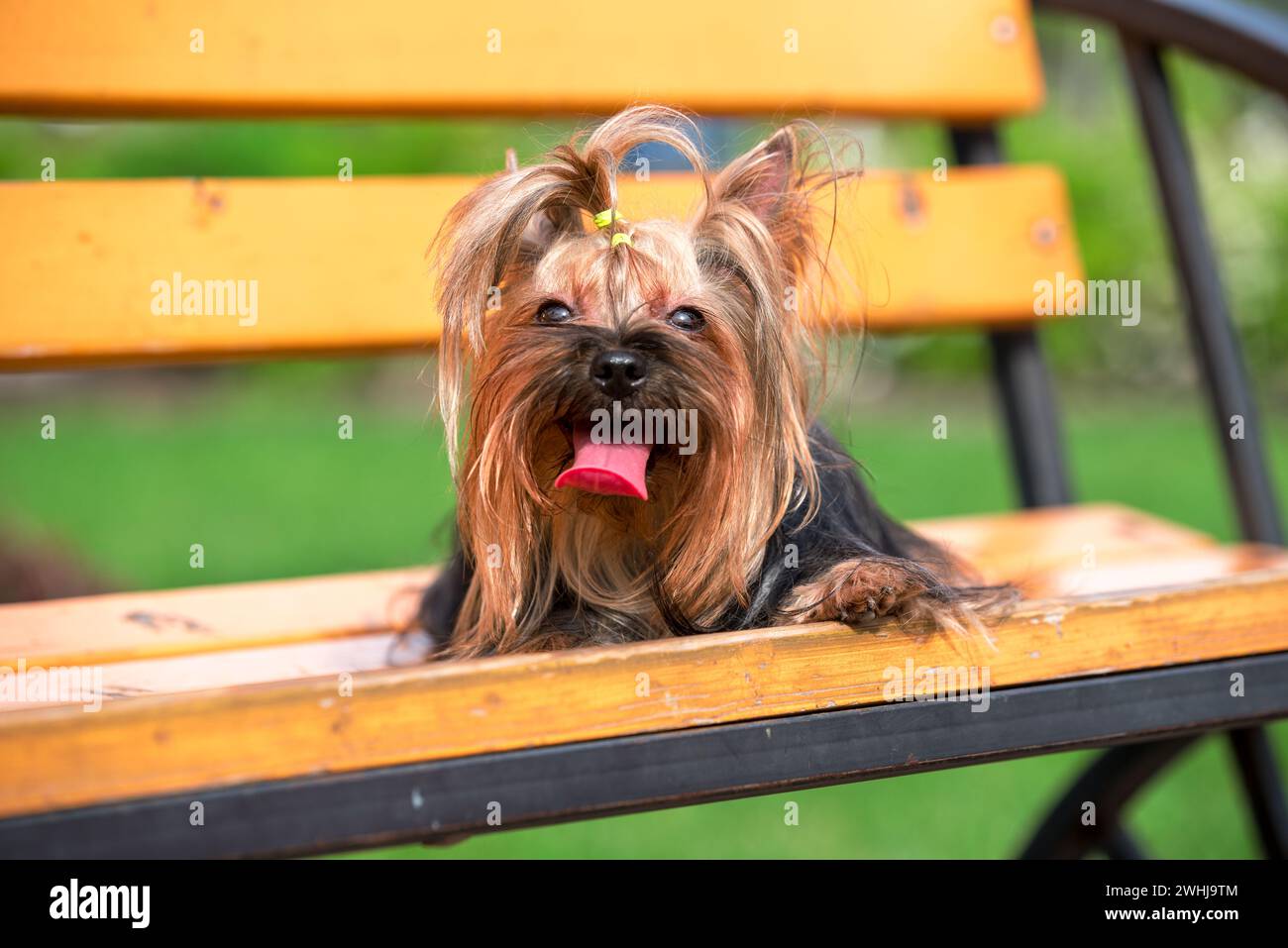 Yorkshire terrier dog lying on a park bench in summer on a hot sunny day Stock Photo