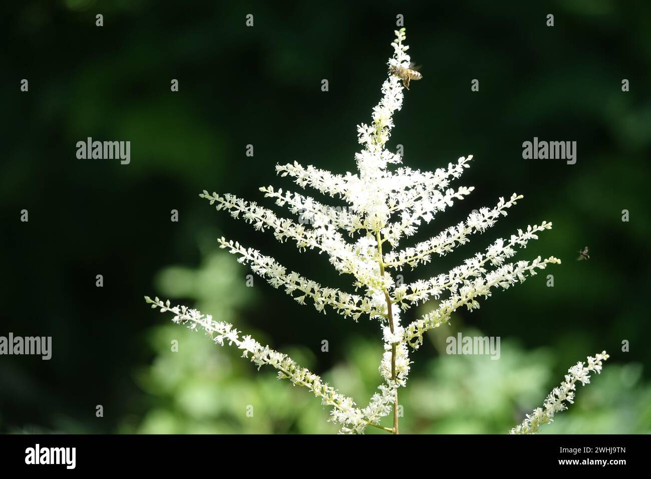 Astilbe thunbergii, Thunbergs Astilbe, bee Stock Photo