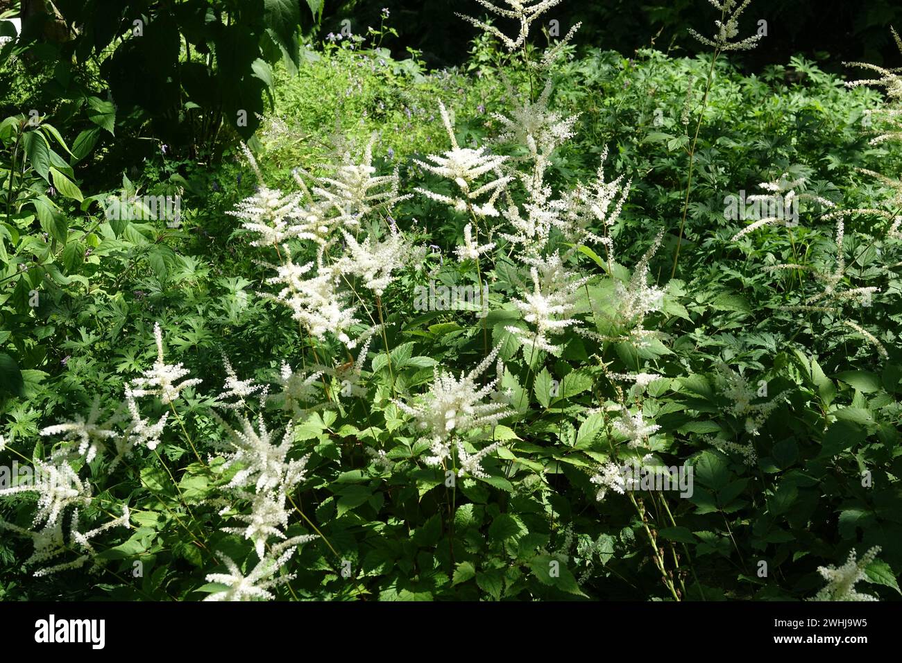 Astilbe thunbergii, Thunbergs Astilbe Stock Photo