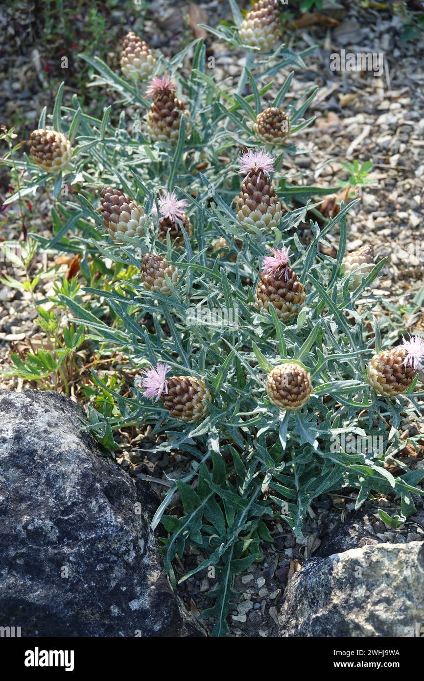 Rhaponticum coniferum Syn. Leuzea conifera Stock Photo