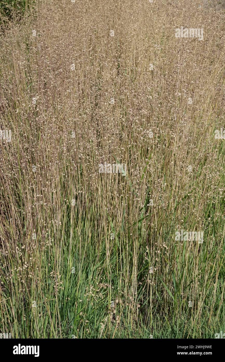 Briza media, Quaking-grass Stock Photo