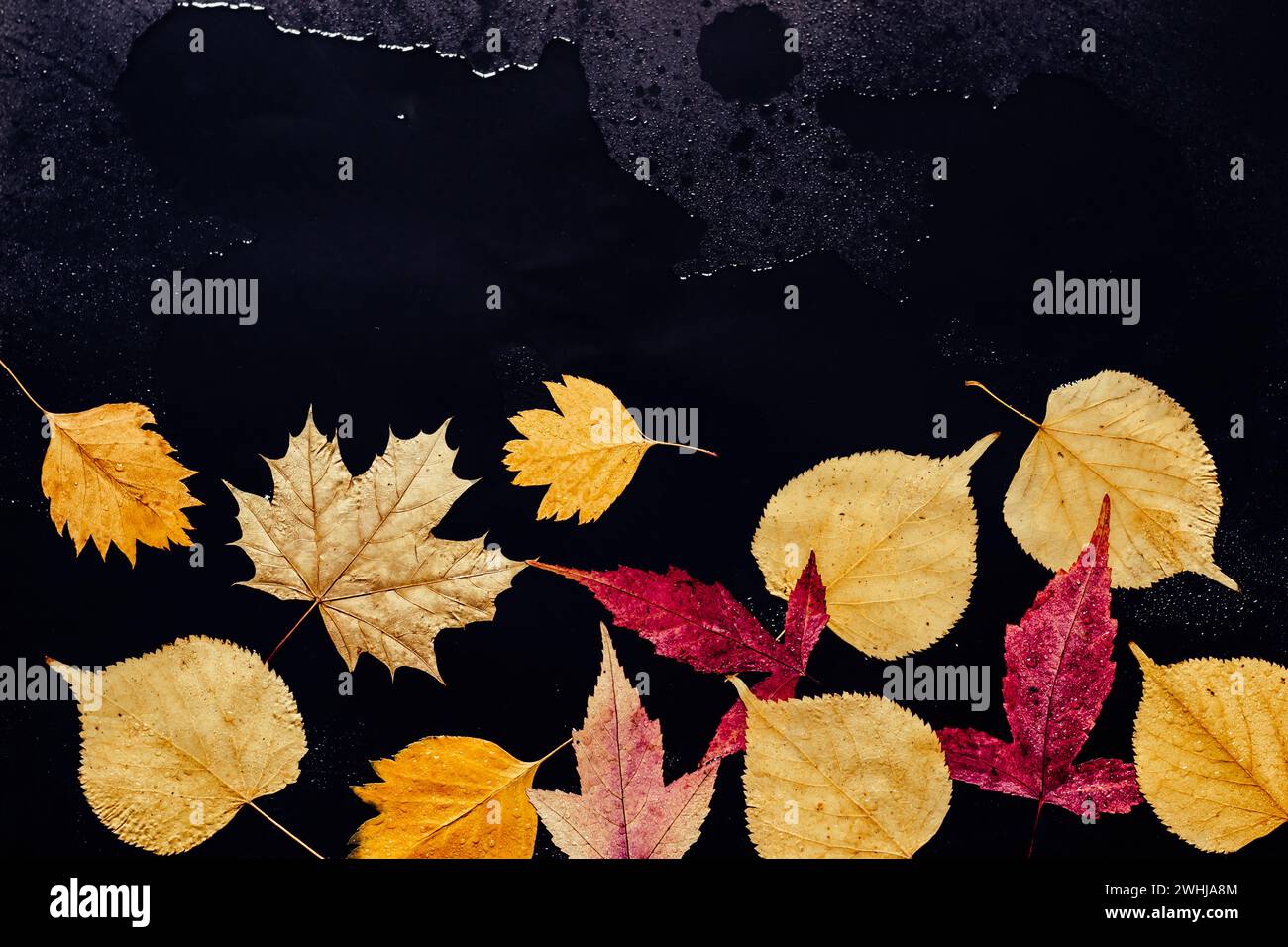 Golden leaves border in black puddle. Autumn sad mood Stock Photo