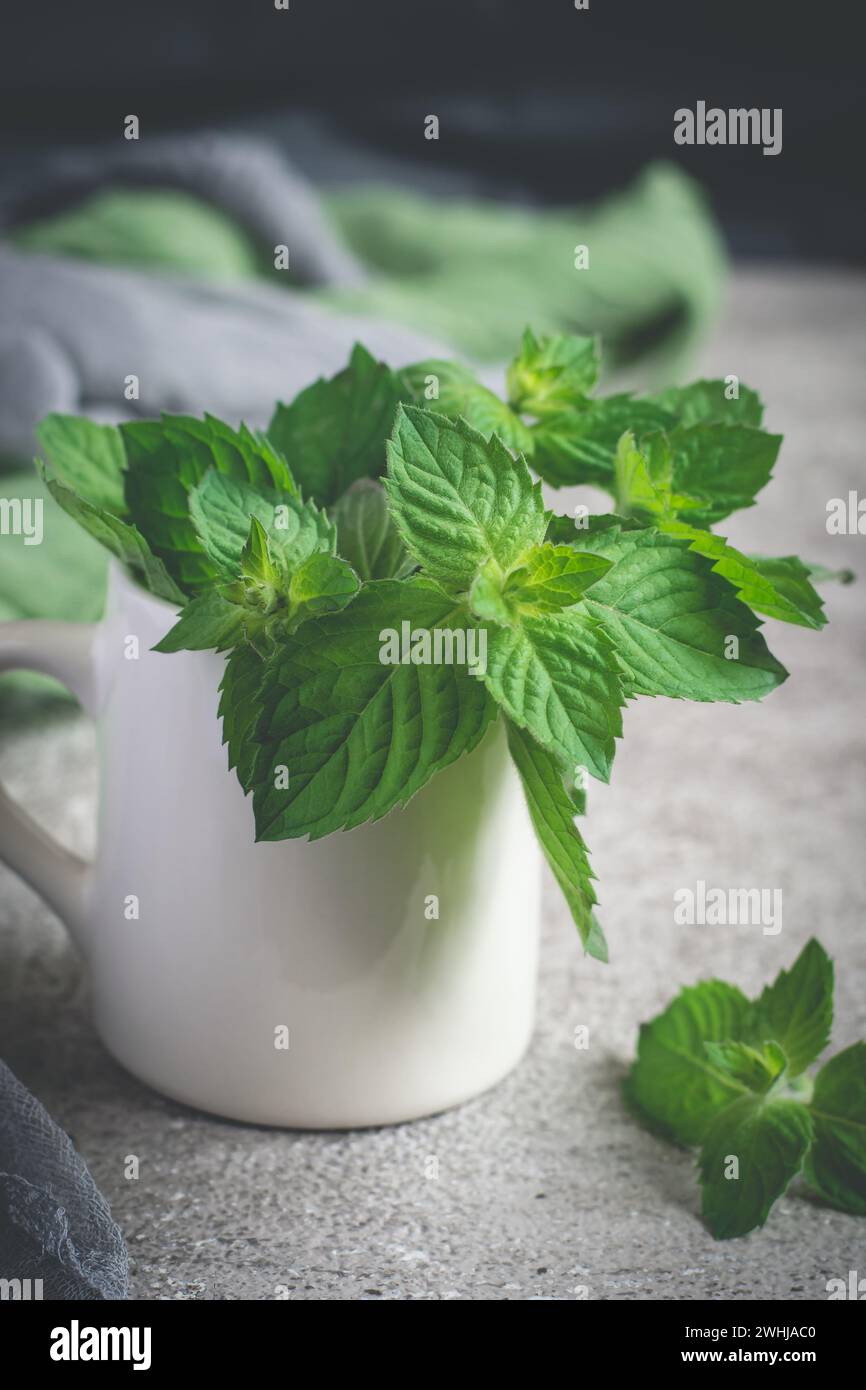 Fresh mint in white mug closeup on a gray background Stock Photo