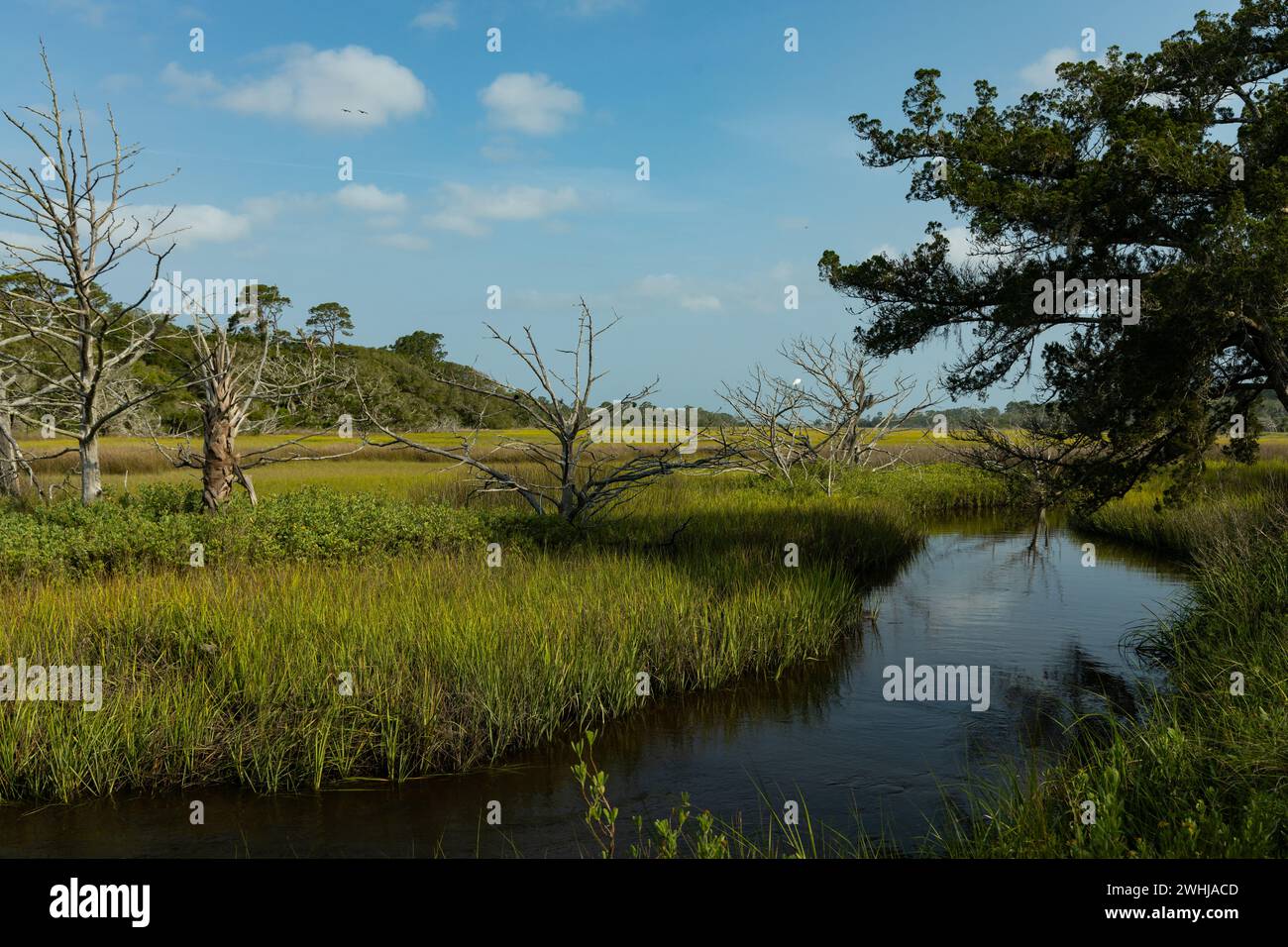 Landscape at Jekyll island in Georgia Stock Photo - Alamy