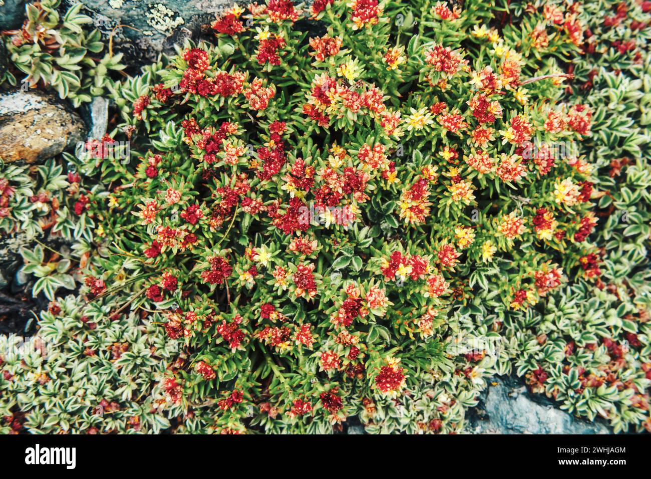 Rhodiola rosea unique rare plant with strong healing effect in Altai mountains. Flowering apothecary plant in highlands Stock Photo